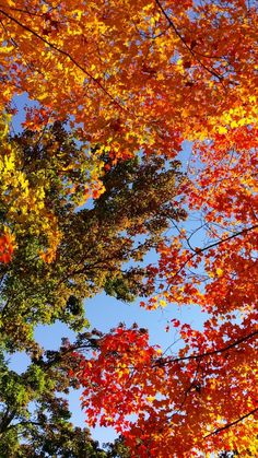 trees with orange and yellow leaves in the fall, looking up at blue sky behind them