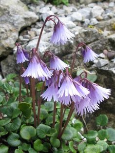 three purple flowers growing out of the ground next to some rocks and green plants with leaves