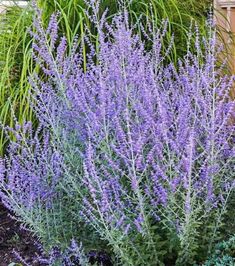 purple flowers are growing in the garden