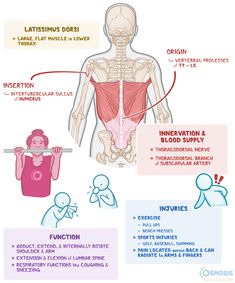 Latissimus Dorsi: What Is It, Location, Function, and More | Osmosis Muscles Of The Back, Back Stretching, Doctor Of Physical Therapy, Latissimus Dorsi, Medical Laboratory Science