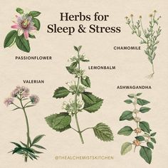 Herbs For Sleep, Medicinal Herbs Garden, Witch Herbs, Medical Herbs, Magia Das Ervas, Magic Herbs, Magical Herbs, Herbal Apothecary, Healing Plants