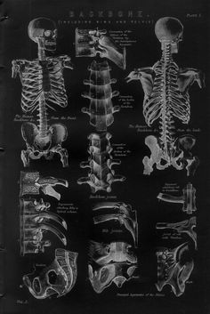 a black and white drawing of the human skeleton, with different parts labeled in it