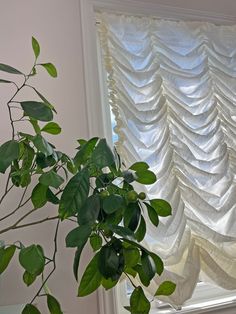 there is a potted plant in front of the window with white drapes on it