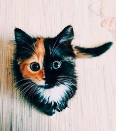 a small kitten sitting on top of a wooden floor next to a ball of yarn