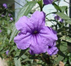 a purple flower with green leaves in the background