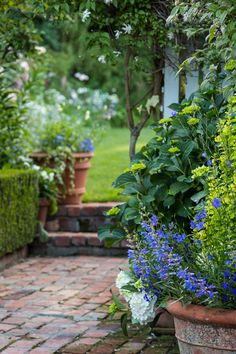 blue and white flowers are growing in pots on the brick walkway between two trees,