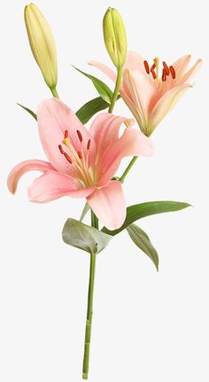 three pink lilies with green leaves on a white background, one is blooming and the other is budding