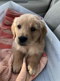 a puppy sitting in the back seat of a car with a towel on it's lap