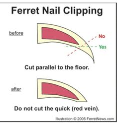 a sign that says ferret nail clipping before cut parallel to the floor do not cut the quick red vein