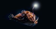 a large insect sitting on top of a black surface next to a bright light bulb