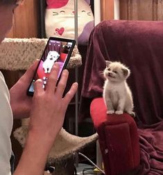 a person holding a cell phone with a small white kitten on it's lap