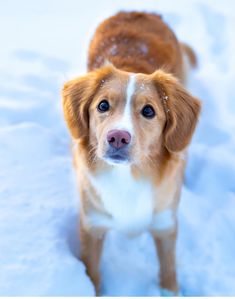 a brown and white dog standing in the snow looking at the camera with blue eyes