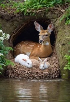 two white - tailed deers are sitting in the nest with their babies