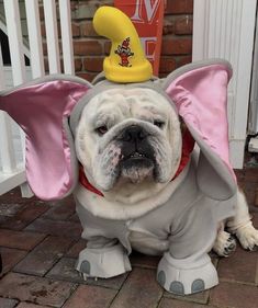 a dog dressed up like an elephant with a hat on it's head and ears