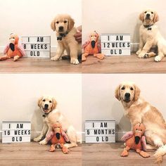 four pictures of a dog sitting on the floor with a stuffed animal in front of them