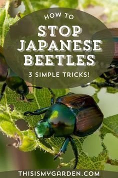 two beetles sitting on top of green leaves with text overlay reading how to stop japanese beetles 3 simple tricks