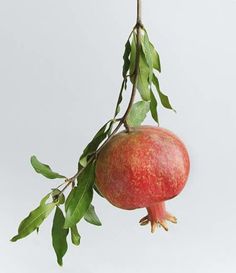 a pomegranate hanging from a branch with leaves