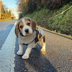 a small dog wearing a sweater is standing on the side of the road while looking at the camera