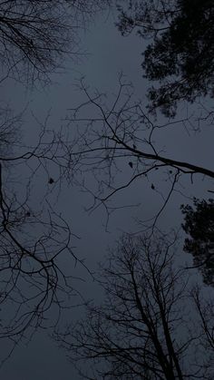 looking up at the tops of trees with no leaves on them, in front of a dark sky