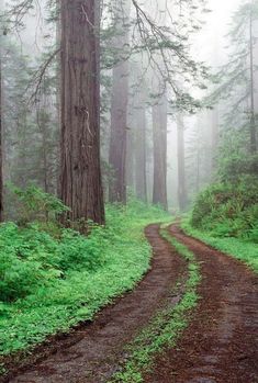 a dirt road in the middle of a forest with tall trees and green grass on both sides