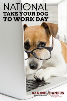 a dog with glasses on it's head sitting in front of a laptop