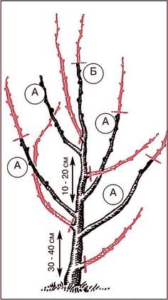 a tree with several branches labeled in red