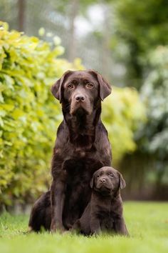 two brown dogs sitting in the grass next to each other