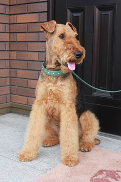 a small brown dog sitting on top of a sidewalk next to a black front door