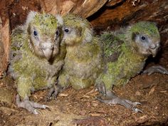 two small green birds standing next to each other on the ground near a tree trunk