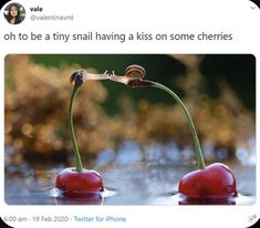 Snails Kissing, Taxonomy Biology, Gregor Mendel, Pretty Animals, Silly Animals, Cute Wild Animals, Cute Animal Photos, Cute Creatures, Animal Photo