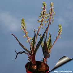 a potted plant with green leaves and flowers in it on a blue sky background