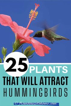 25 Plants That Will Attract Hummingbirds Garden Hacks