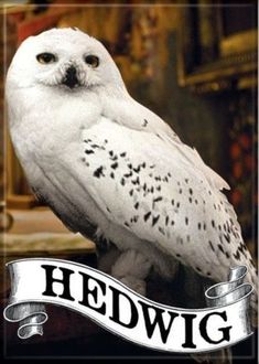 an owl sitting on top of a wooden table next to a sign that says hedwig