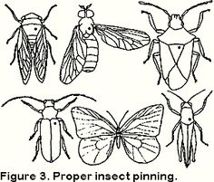 four different types of insects with the caption proper insecting and pesticides