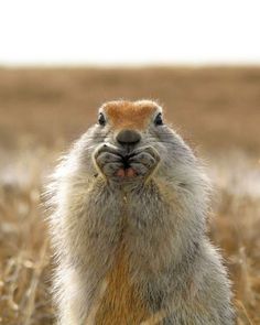 a ground squirrel standing on its hind legs in the middle of a field with it's mouth open