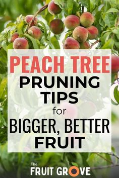 peach tree pruning tips for bigger, better fruit from the fruit grower