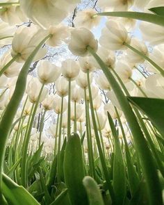 white flowers are growing in the grass under a blue sky