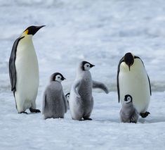 Emperor Penguins, Emperor Penguin, Dinosaurs, Penguins, Birds