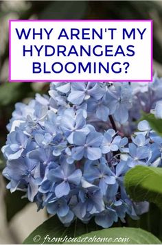 Why Aren't My Hydrangeas Blooming? Hydrangea Plant Care, Hydrangea Shade, Flowers In Garden, Hydrangea Landscaping, Big Leaf Hydrangea