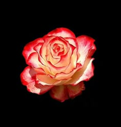 a red and yellow rose on a black background