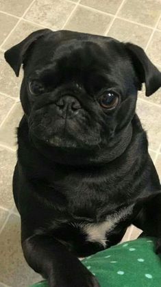 a small black pug dog sitting on top of a green chair looking at the camera