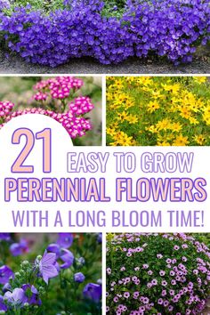 flowers with the title 21 easy to grow perenniall flowers with long bloom time in them