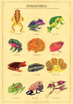 an illustration of different types of frogs