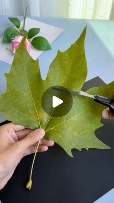 someone cutting up a leaf with scissors on a table