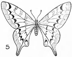 a drawing of a butterfly with the number 5 on it's wings and numbers