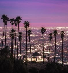 palm trees and the city lights in the distance