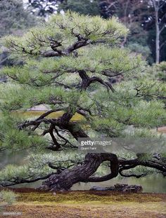 a bonsai tree in the middle of a pond with moss growing on it's branches