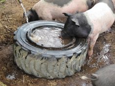 two pigs drinking water out of a tire