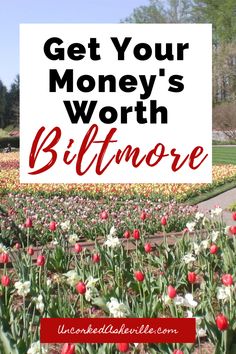 the words get your money's worth bitmoree on top of tulips