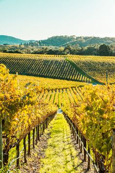 rows of vines in the middle of a vineyard